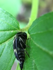 Glipa oculata