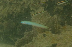 Ptereleotris monoptera