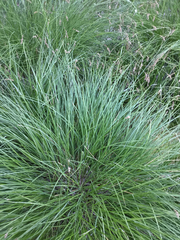Carex cusickii