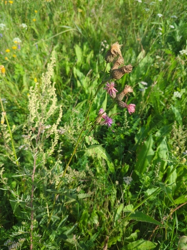 crowned saw-wort
