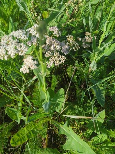 glandular field sowthistle