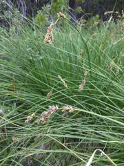 Carex cusickii