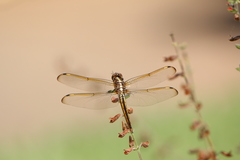 Libellula comanche