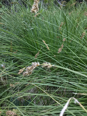 Carex cusickii