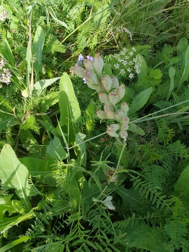 Siberian catchfly