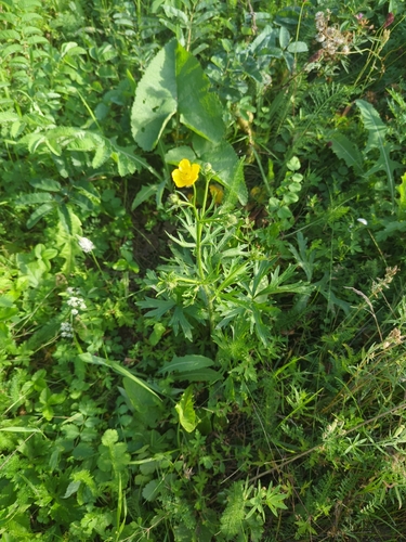 Multi-flowered Buttercup