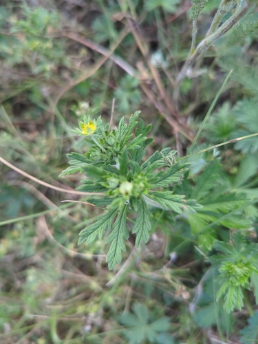 Silvery Cinquefoil