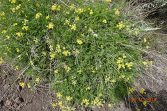 Cymopterus terebinthinus