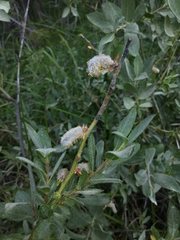 Salix eastwoodiae