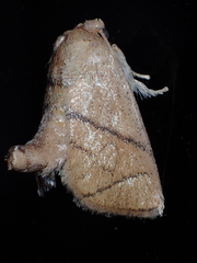 Apoda y-inversa