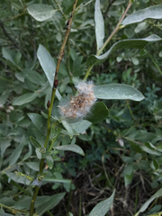 Salix eastwoodiae
