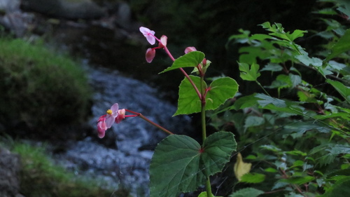 Begonia grandis