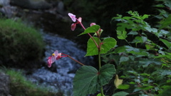 Begonia grandis