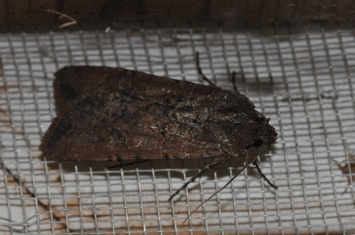 Peridroma saucia