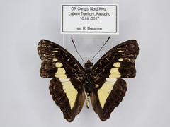 Euptera neptunus