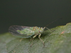 Psylla alni