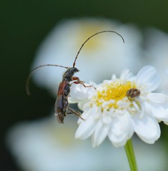 Molorchus longicollis