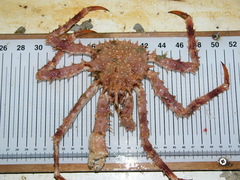 Lithodes maja