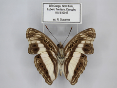 Euptera neptunus