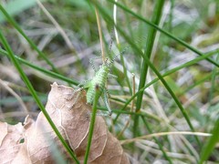 Barbitistes serricauda