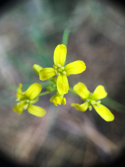 Sisymbrium linifolium