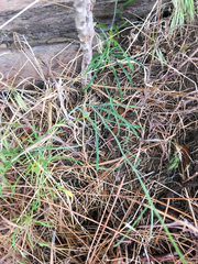 Sisymbrium linifolium