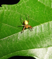 Araniella cucurbitina