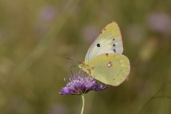 Colias croceus