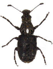 Lophus rudis