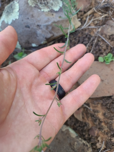 Image of Ipomopsis multiflora by no rights reserved