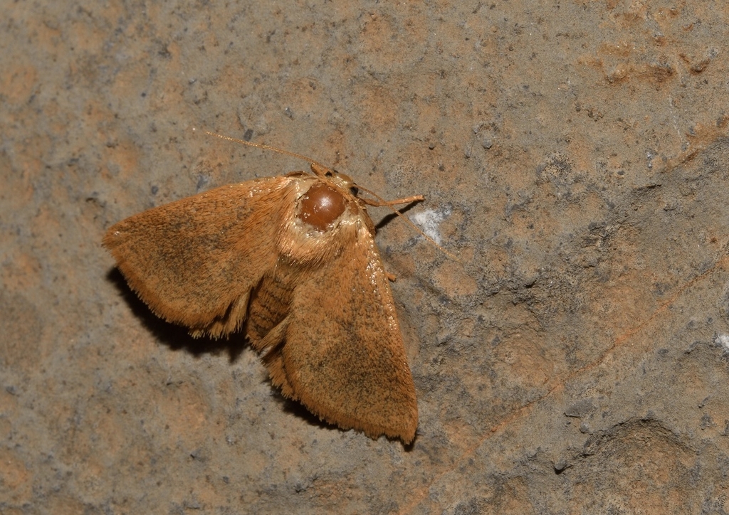 Hoyosia cretica