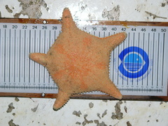 Hippasteria phrygiana