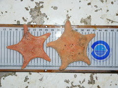 Hippasteria phrygiana