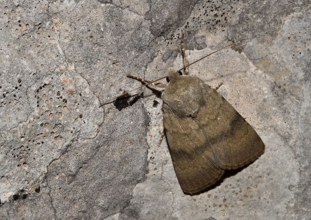 Standfussiana sturanyi