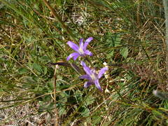 Brodiaea coronaria