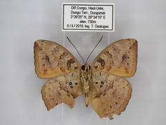 Bebearia zonara