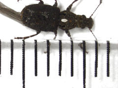 Lophus rudis
