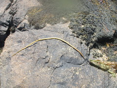 Laminariaceae
