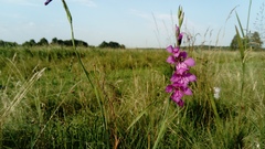 Gladiolus imbricatus