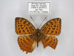 Bebearia zonara