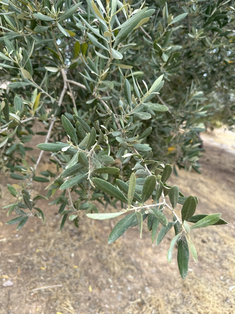 The Olive Woodland of Filopappou Hill