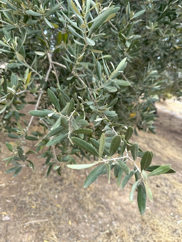 The Olive Woodland of Filopappou Hill