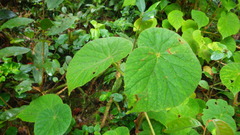Begonia lowiana