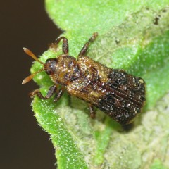 Octotoma marginicollis