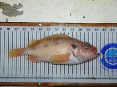 Sebastes viviparus