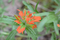 Castilleja hispida hispida