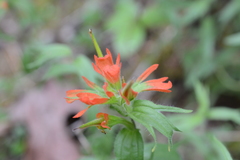 Castilleja hispida hispida