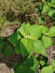 Sida cordifolia