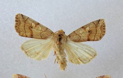 Enargia fausta