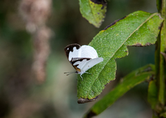 Dynamine myrrhina